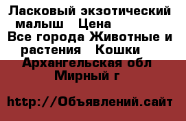 Ласковый экзотический малыш › Цена ­ 25 000 - Все города Животные и растения » Кошки   . Архангельская обл.,Мирный г.